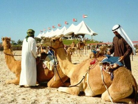 Верблюжьи бега в Дубаи