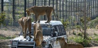 В Дубае для туристов откроют Сафари-Парк Сафари-Парк в Дубаи (ОАЭ)