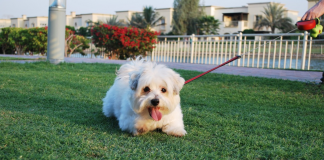 В Дубае запрещен выгул собак в городских парках Собаки в Дубае