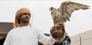 В ОАЭ открылась первая в мире школа соколиной охоты