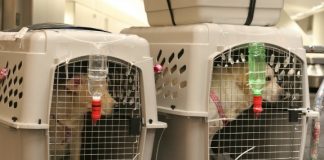 В ОАЭ ввели новые правила ввоза домашних животных