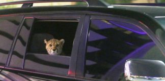 В ОАЭ запретили держать дома диких животных