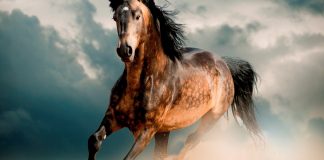 Где живут арабские скакуны: экскурсия в конюшни Дубая арабские скакуны