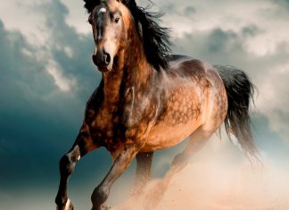 Где живут арабские скакуны: экскурсия в конюшни Дубая арабские скакуны