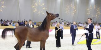 Видео: В Дубае показали лучших арабских скакунов