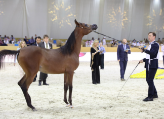 Видео: В Дубае показали лучших арабских скакунов