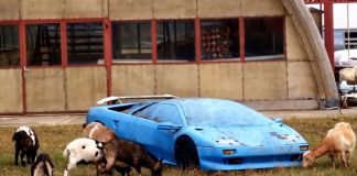 Кладбище заброшенных суперкаров: Ferrari, Porsche и BMW кладбище заброшенных суперкаров