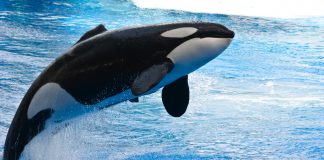 Видео: У побережья ОАЭ появились косатки