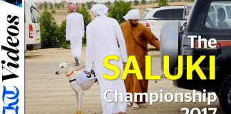 В Дубае появился первый парк для выгула собак