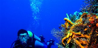 Дайвинг с акулами в Дубае Дайвинг в Дубае