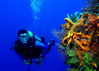 Дайвинг с акулами в Дубае Дайвинг в Дубае