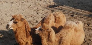 В Дубае клонировали первого в истории двугорбого верблюда