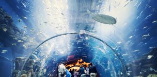Видео: Дубай приглашает посетить крупнейший в мире аквариум