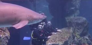 Видео: Дубай приглашает на дайвинг с акулами