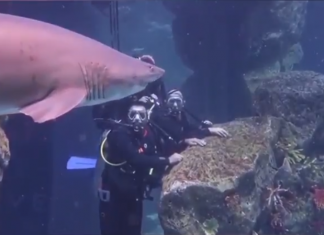 Видео: Дубай приглашает на дайвинг с акулами