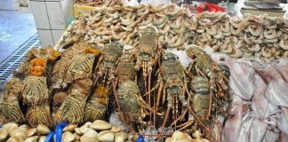 Рыбный калейдоскоп Дейры