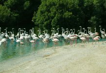 Розовые острова Дубая: в гости к фламинго Фламинговые острова в Дубае