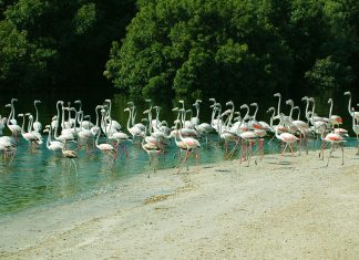 Розовые острова Дубая: в гости к фламинго Фламинговые острова в Дубае