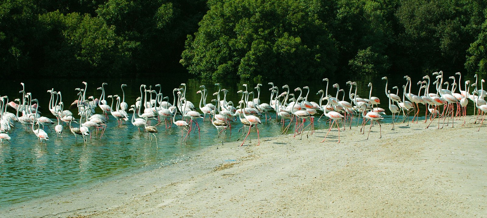 Фламинговые острова в Дубае