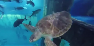 Видео: Гигантские морские черепахи поселились в крупнейшем в мире аквариуме в Дубае