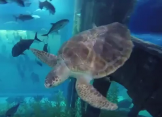Видео: Гигантские морские черепахи поселились в крупнейшем в мире аквариуме в Дубае