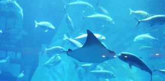 Видео: В крупнейшем в мире аквариуме в Дубае проводят шоу скатов