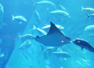 Видео: В крупнейшем в мире аквариуме в Дубае проводят шоу скатов