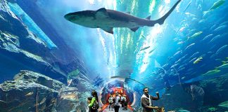 Крупнейший в мире аквариум в Дубае снизил цены на билеты