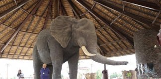 В Дубае открылся новый масштабный сафари-парк