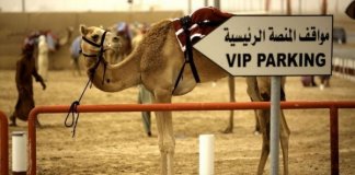 Беговые верблюды в Дубае поборются за призы в US$ 26 млн